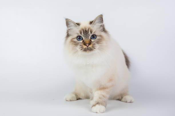 istock Sacred Birman Cat, birma isolated on a white background, studio photo 843744754