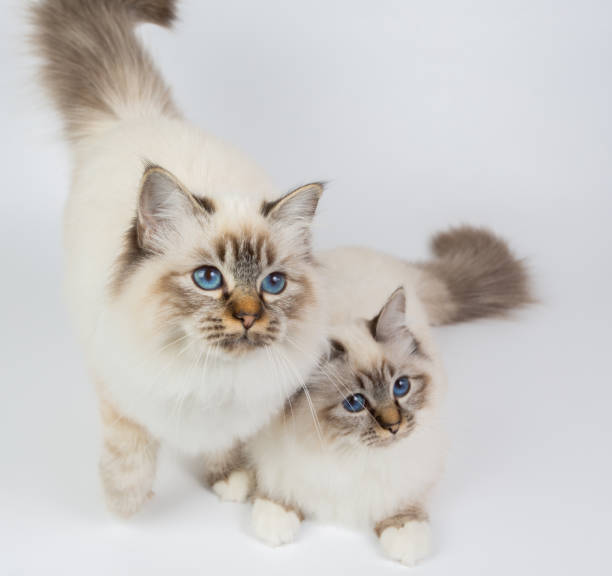 istock two Sacred Birman Cats , birma isolated on a white background, studio photo 843744758