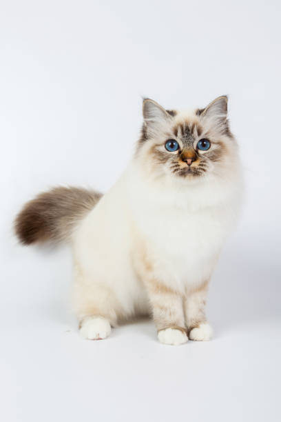 istock Sacred Birman Cat, birma isolated on a white background, studio photo 843744762
