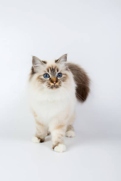 istock Sacred Birman Cat, birma isolated on a white background, studio photo 843744772