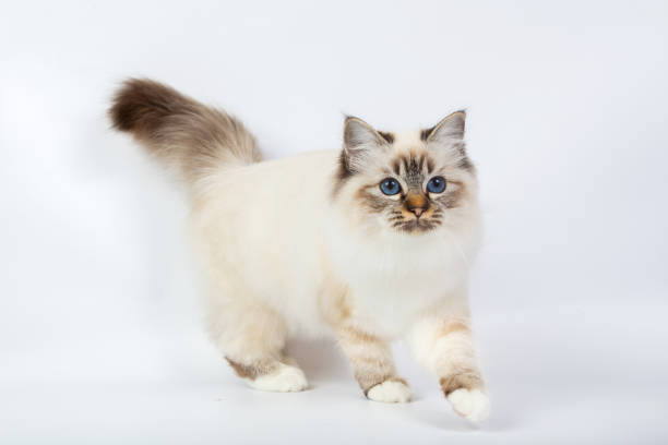 istock Sacred Birman Cat, birma isolated on a white background, studio photo 843744794