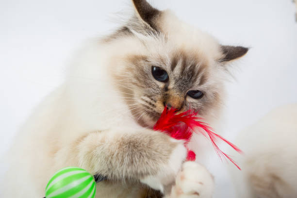 istock Sacred Birman Cat play with toy, birma isolated on a white background, studio photo 843744800