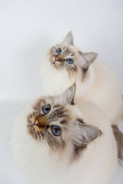 istock two Sacred Birman Cats , birma isolated on a white background, studio photo 843744870