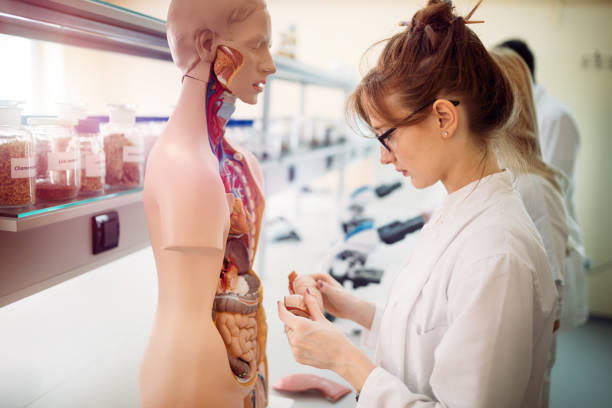 istock Student of medicine examining anatomical model in lab 843747582