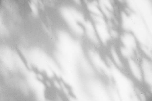 istock Black and White  abstract background textuer of shadows leaf on a concrete wall. 843747784