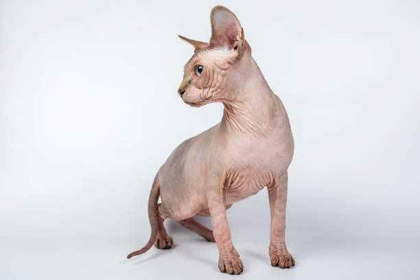 istock bald hairless sphinx cat isolated on a white background, studio photo 843747932