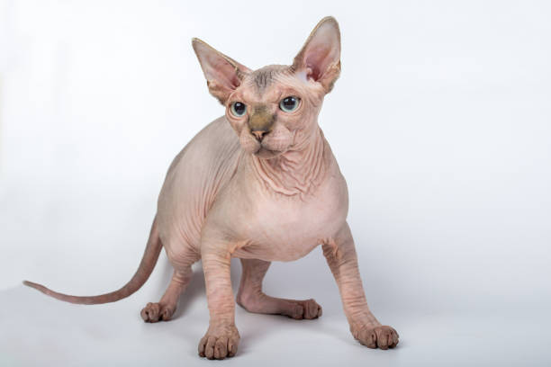 istock bald hairless sphinx cat isolated on a white background, studio photo 843747946