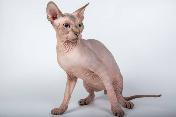 istock bald hairless sphinx cat isolated on a white background, studio photo 843747958