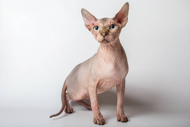 istock bald hairless sphinx cat isolated on a white background, studio photo 843747990