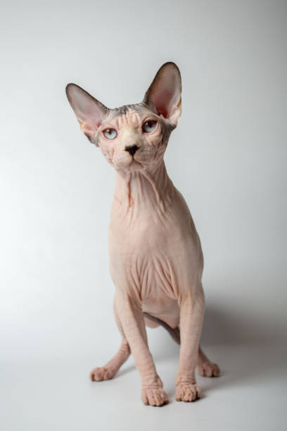 istock bald hairless sphinx cat isolated on a white background, studio photo 843748122