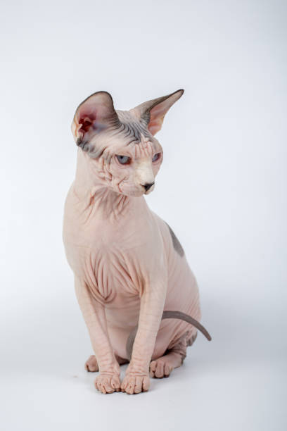 istock bald hairless sphinx cat isolated on a white background, studio photo 843748208