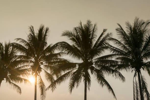 istock silhouette coconut tree at tropical coast sunset time ,summer background 843751426
