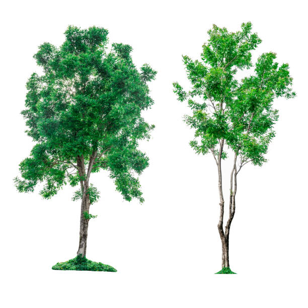 istock Collection of green trees isolated on white background. 843751516