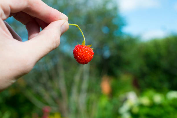 istock Fresh picked strawberries held over strawberry plants 843751610