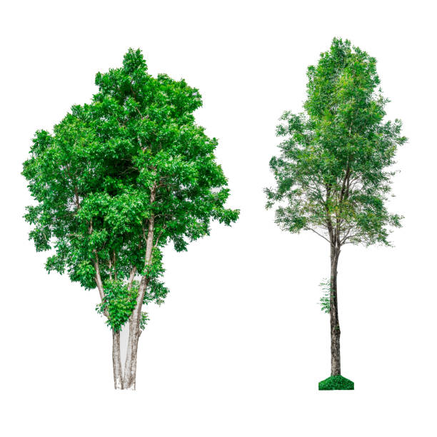 istock Collection of green trees isolated on white background. 843751666