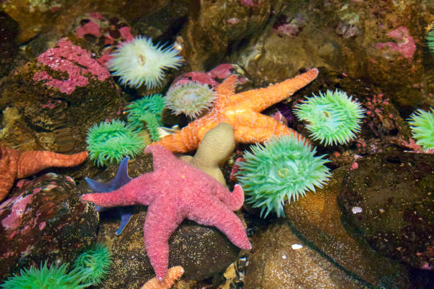Sea anemone and starfish in a tide pool stock photo