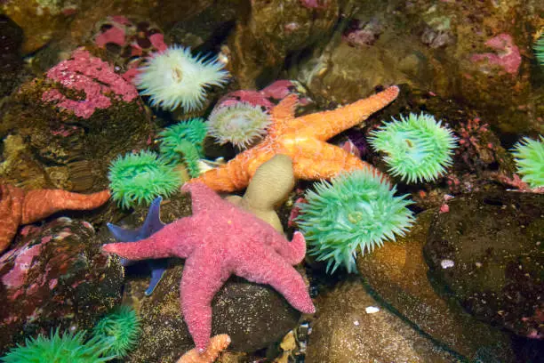 Photo of Sea anemone and starfish in a tide pool