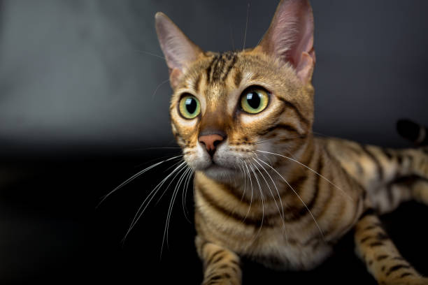 istock Bengal cat on a black background in the studio, isolated, bright spotted cat 843752048