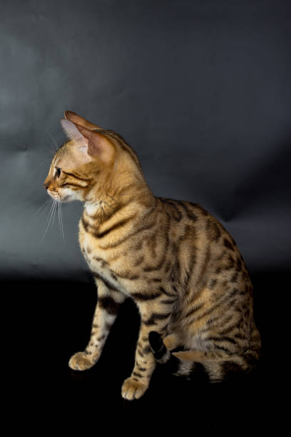 istock Bengal cat on a black background in the studio, isolated, bright spotted cat 843752086