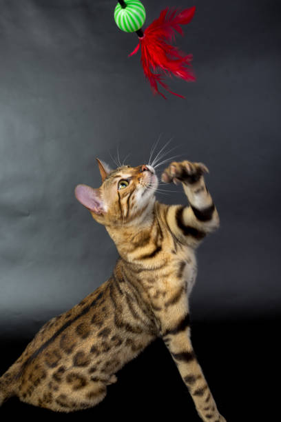 istock Bengal cat, play with toy, on a black background in the studio, isolated, bright spotted cat 843752108