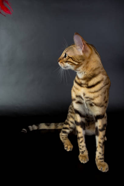istock Bengal cat, play with toy, on a black background in the studio, isolated, bright spotted cat 843752114
