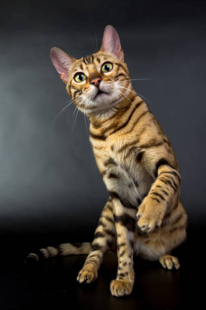 istock Bengal cat, play with toy, on a black background in the studio, isolated, bright spotted cat 843752216