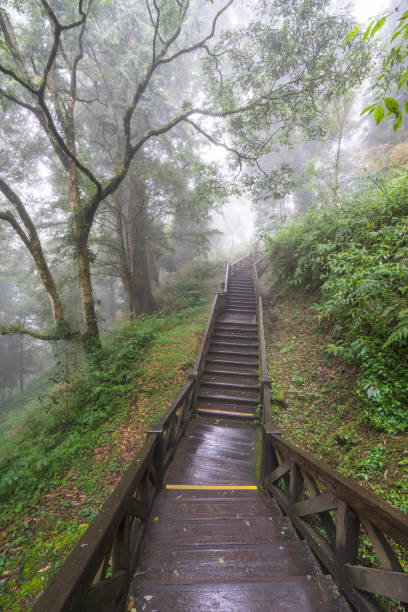 istock Wooden walkway in mist forest 843752372
