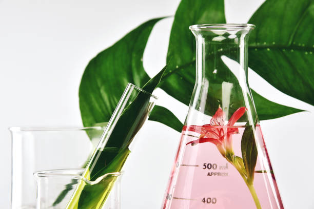 istock Natural organic extraction and green herbal leaves, Flower aroma essence solution in laboratory. 843752634