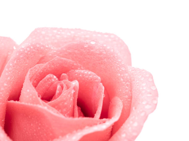 istock Beautiful pink rose flower 843755244