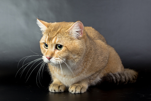 Cat All Color Gold British Gold Cat Isolated On A Black Background Studio Photo Stock ...