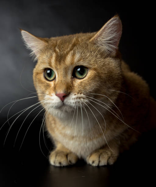 istock British gold, cat isolated on a black background, studio photo 843755830