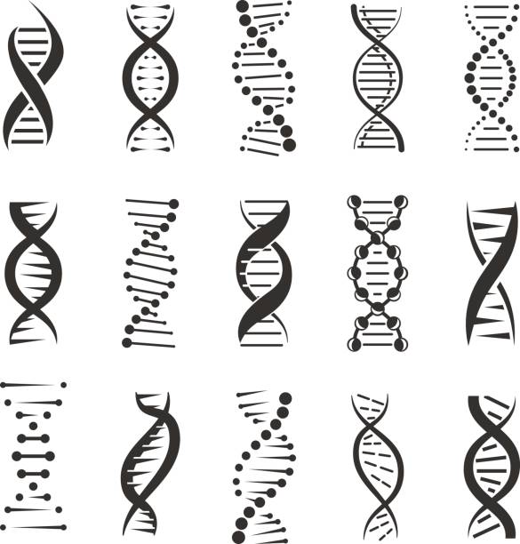 Double DNA helix vector icons DNA helix, a genetic sign vector icons on a white background. Design elements for modern medicine, biology and science. Dark symbols of double human chain DNA molecule. stem cell illustrations stock illustrations