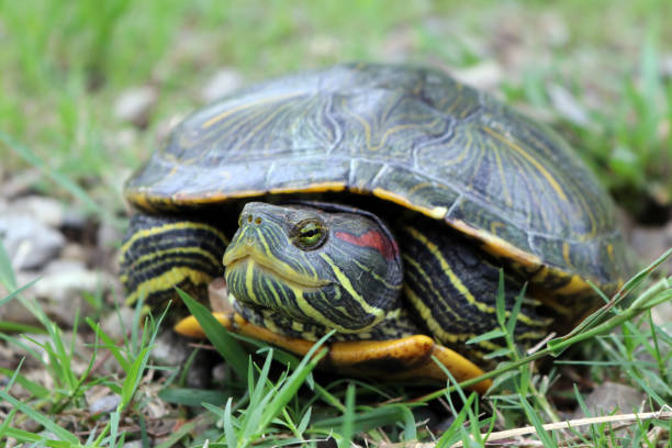 istock A tortoise in a greenery common carpet grass garden 843760084