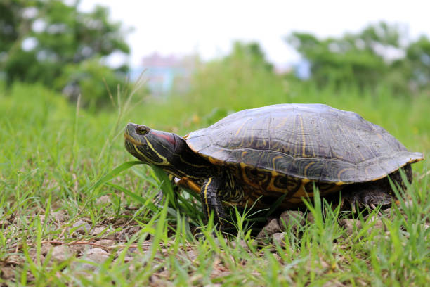 istock A tortoise in a greenery common carpet grass garden 843760112
