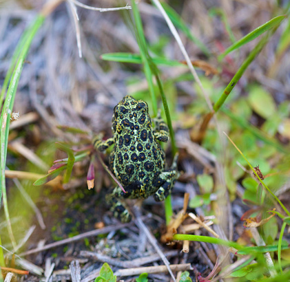 western toad - green with brown and black spots