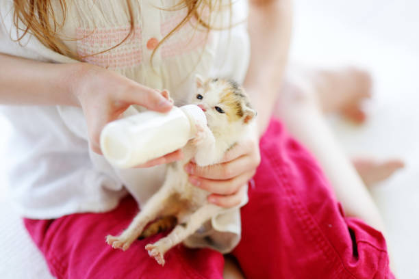 Little girl feeding small kitten with kitten milk from the bottle