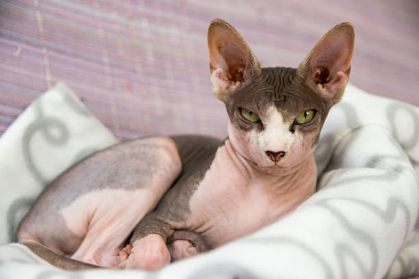Sphynx cat Sphynx cat sphynx hairless cat photos stock pictures, royalty-free photos & images