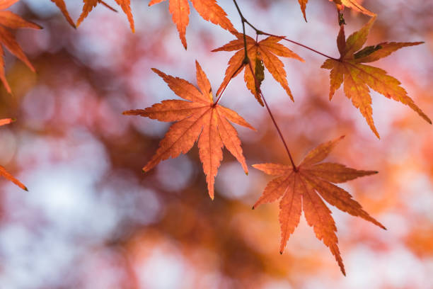 istock Autumn yellow and red maple leaves 843763154
