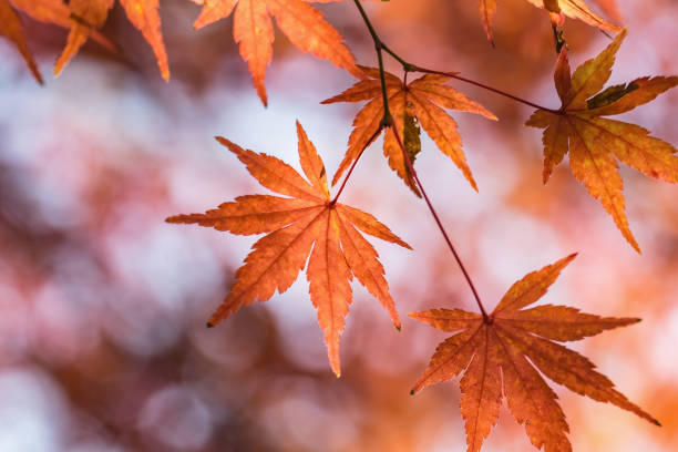 istock Autumn yellow and red maple leaves 843763164