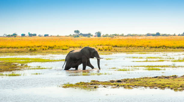 istock Elephant in Chobe National Park Botswana 843763210