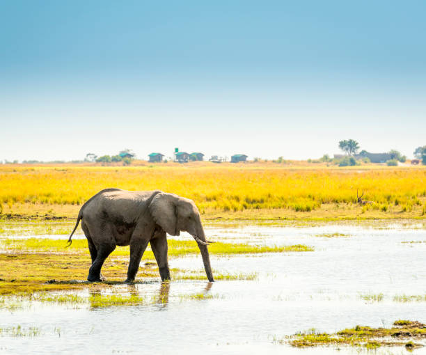 istock Elephant in Chobe National Park Botswana 843763690