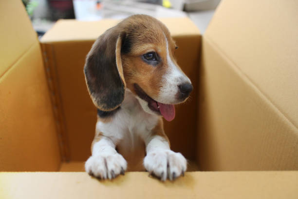 istock Puppy in the box. 843765278