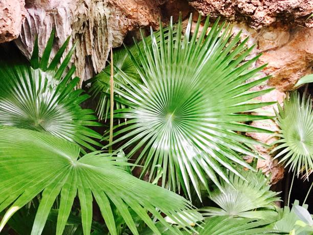 palma da donna esotica in un giardino - raphis foto e immagini stock