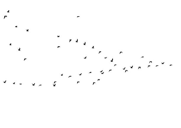 istock flock of birds on a white background 843771752