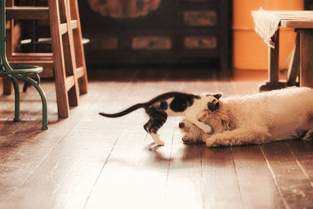A dog and a cat sit side-by-side as they pose for a portrait.  The Border Collie is laying down casually as the Siamese cat lurks curiously.