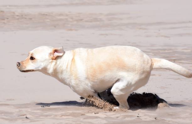 istock Labrador Retriever at the beach 843779166