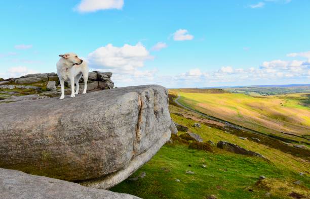 istock Labrador Retriever exploring the English countryside 843781758