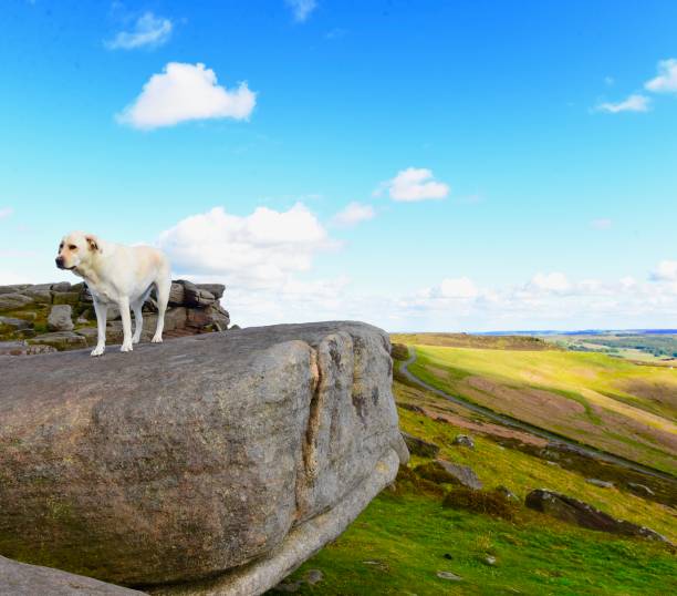 istock Labrador Retriever exploring the English countryside 843781770