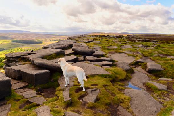 istock Labrador Retriever exploring the English countryside 843782066