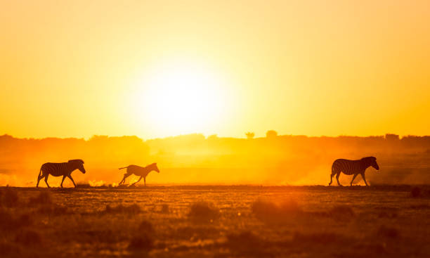 istock Zebra Family Sunset 843782458